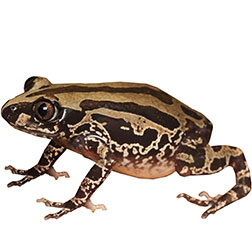Senegal Running Frog